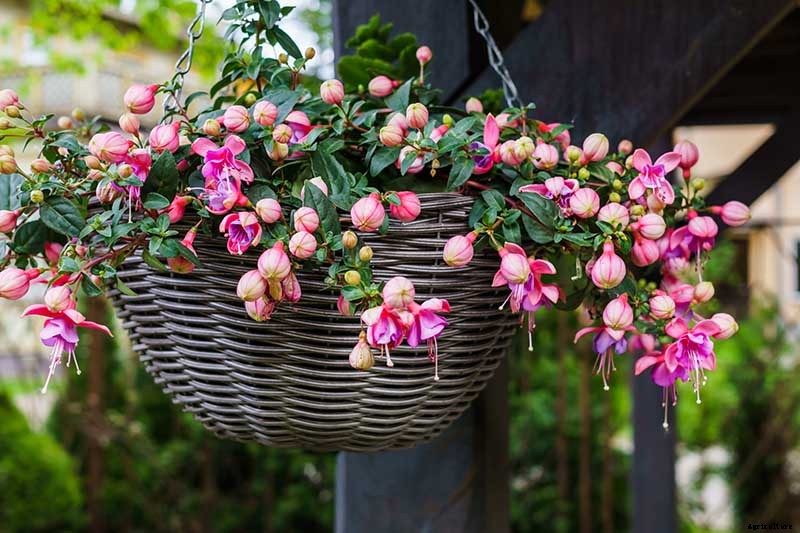 How to Grow Fabulous Fuchsia