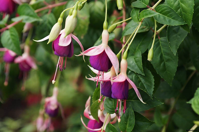 How to Grow Fabulous Fuchsia