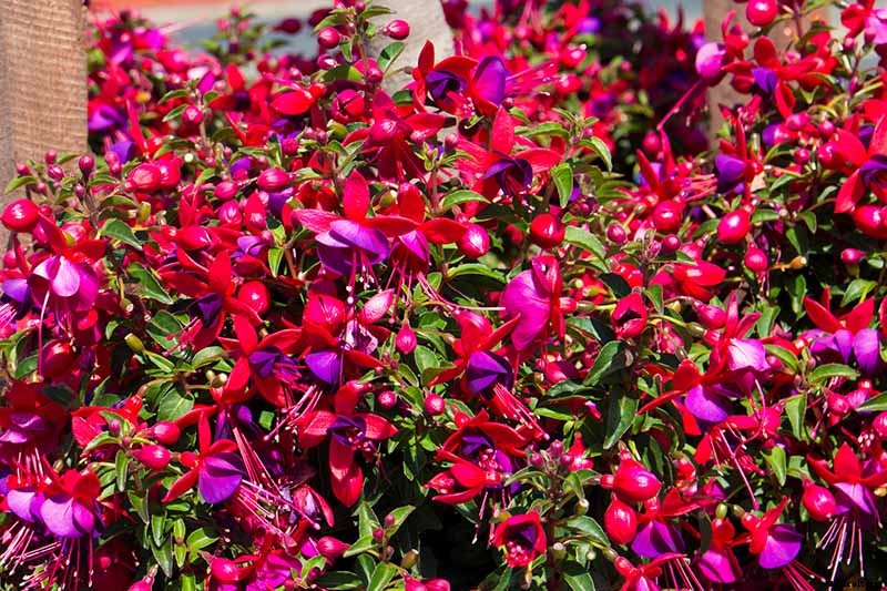 How to Grow Fabulous Fuchsia