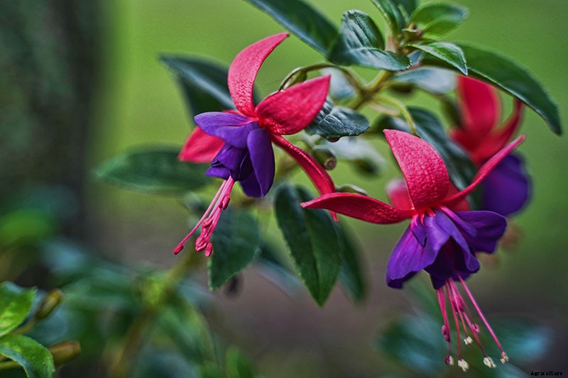 How to Grow Fabulous Fuchsia