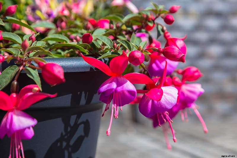 How to Grow Fabulous Fuchsia