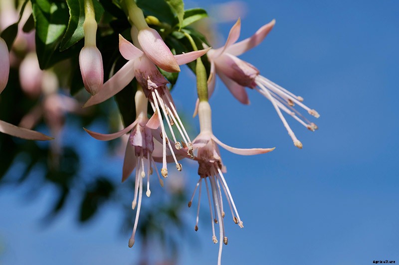 How to Grow Fabulous Fuchsia