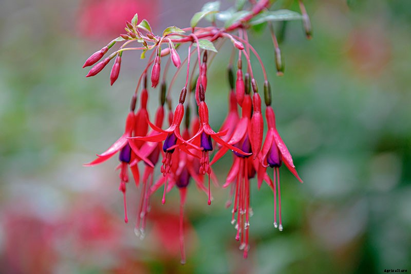 How to Grow Fabulous Fuchsia