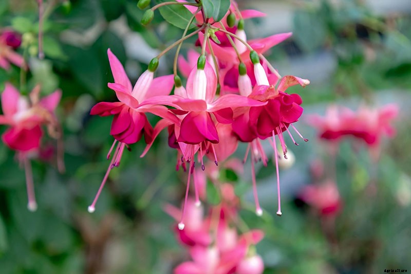 How to Grow Fabulous Fuchsia