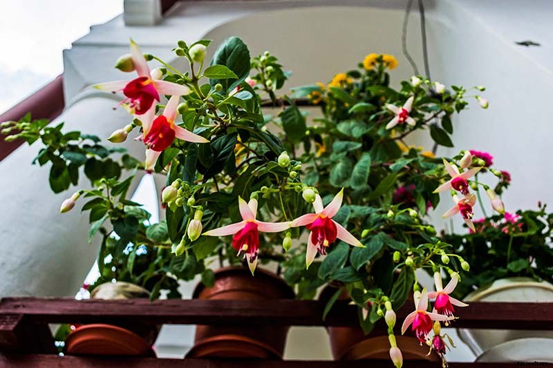 How to Grow Fabulous Fuchsia