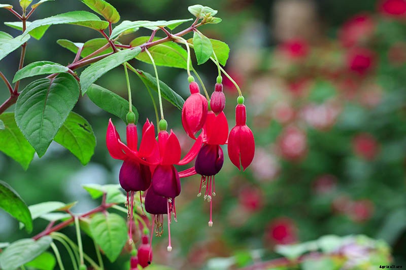 How to Grow Fabulous Fuchsia