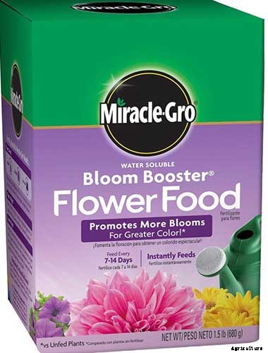 How to Grow Fabulous Fuchsia