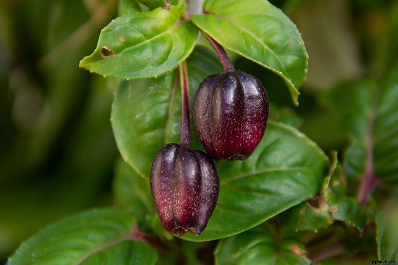 How to Grow Fabulous Fuchsia