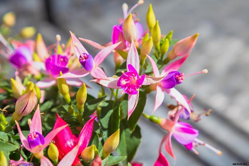How to Grow Fabulous Fuchsia
