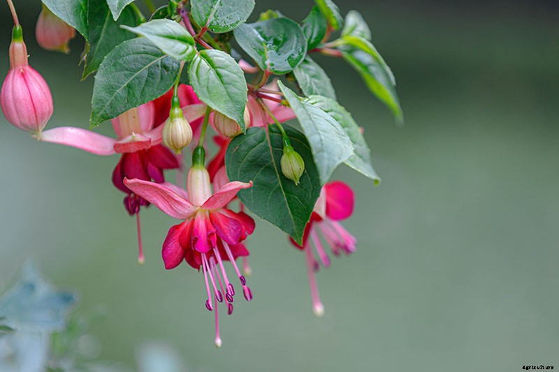 How to Grow Fabulous Fuchsia