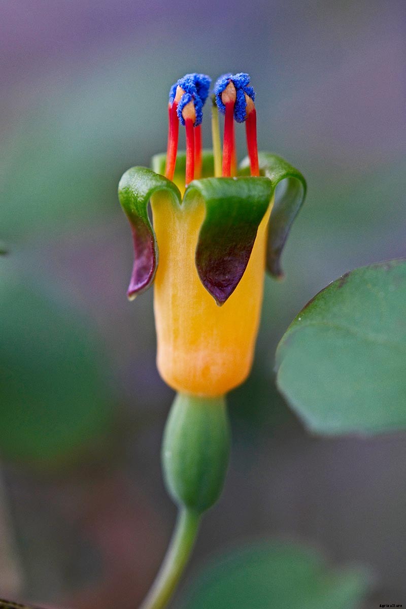 How to Grow Fabulous Fuchsia