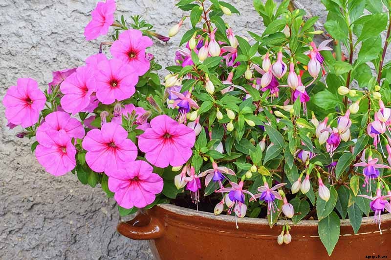 How to Grow Fabulous Fuchsia