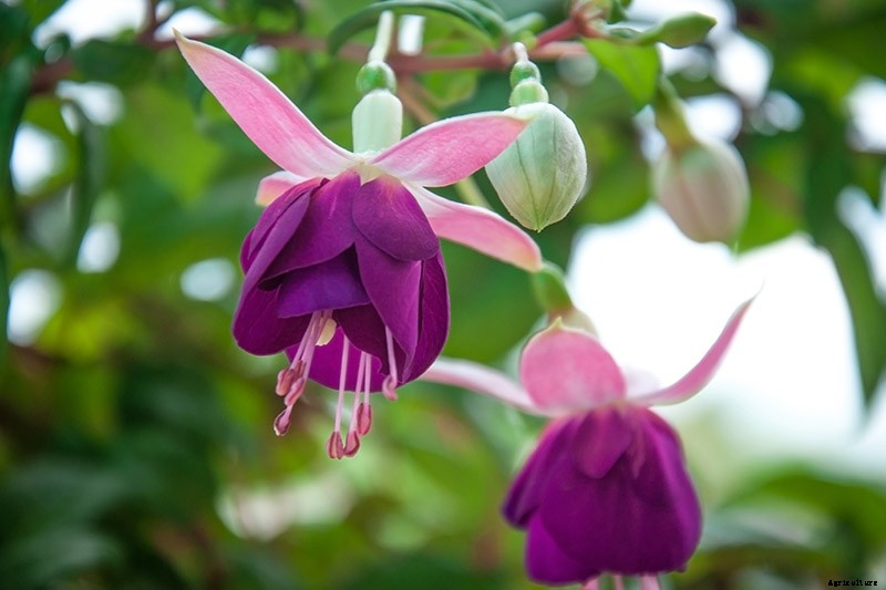 How to Grow Fabulous Fuchsia