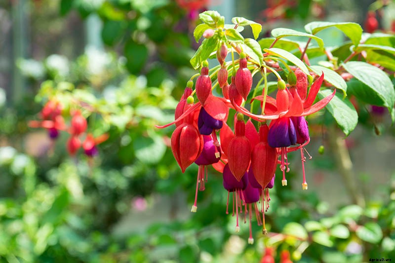 How to Grow Fabulous Fuchsia