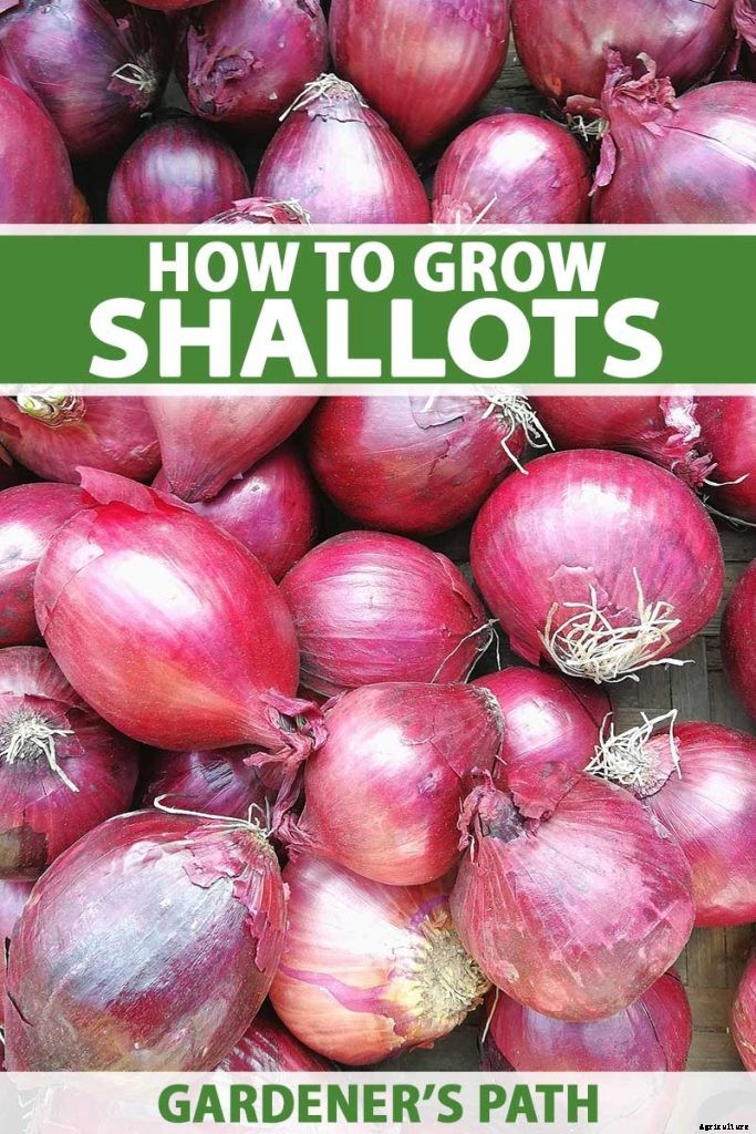 How to Plant and Grow Shallots