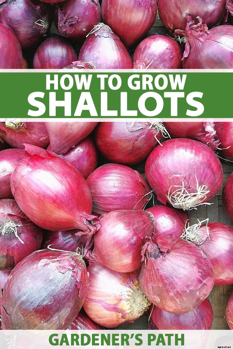 How to Plant and Grow Shallots