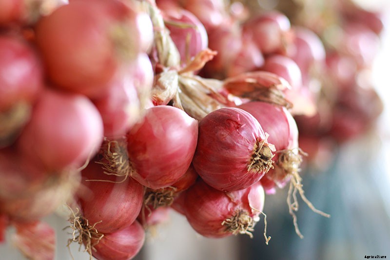 How to Plant and Grow Shallots