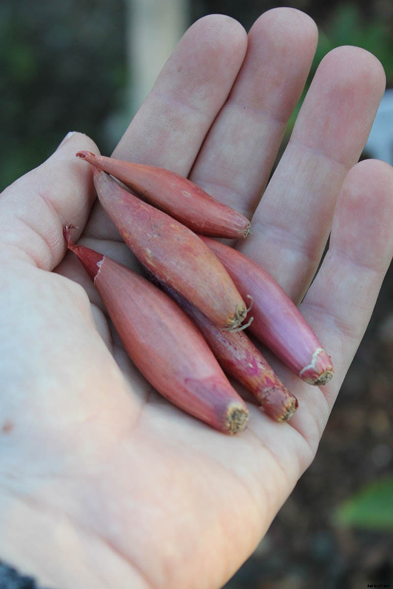 How to Plant and Grow Shallots