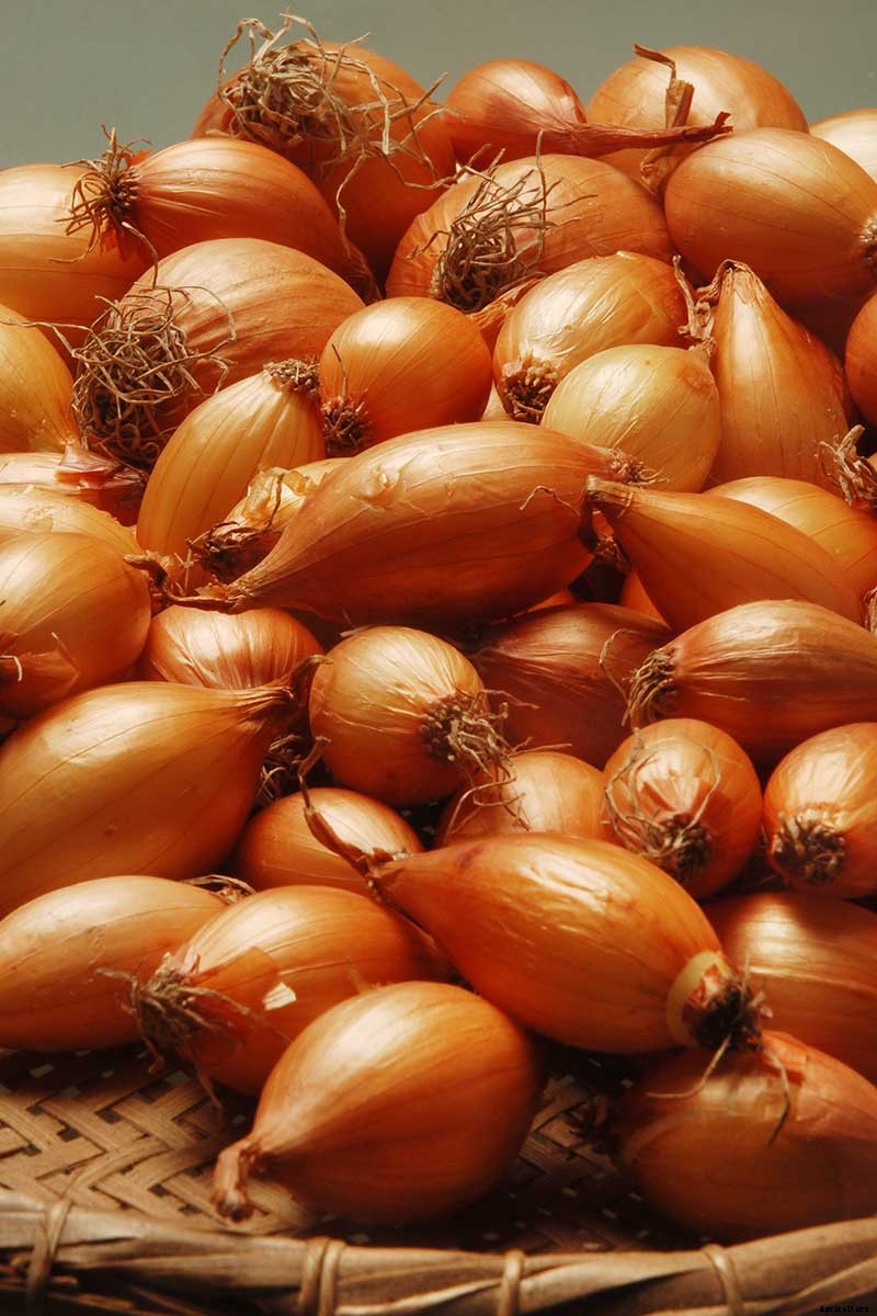 How to Plant and Grow Shallots