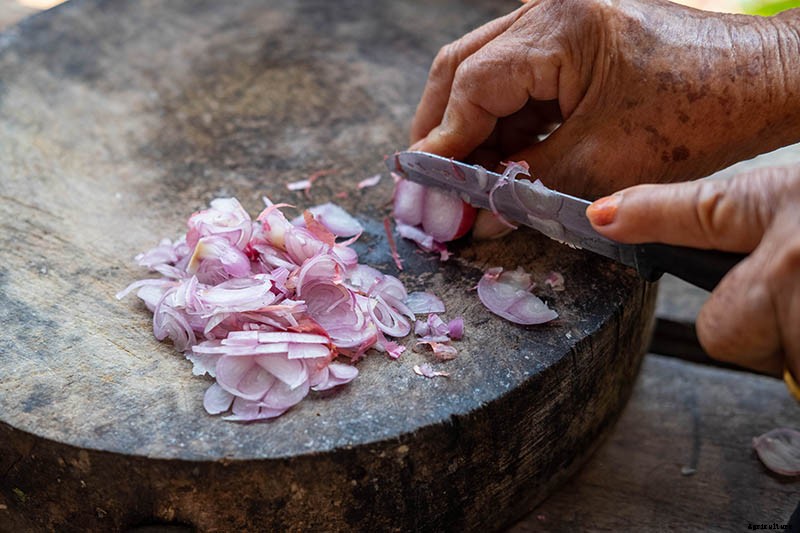 How to Plant and Grow Shallots