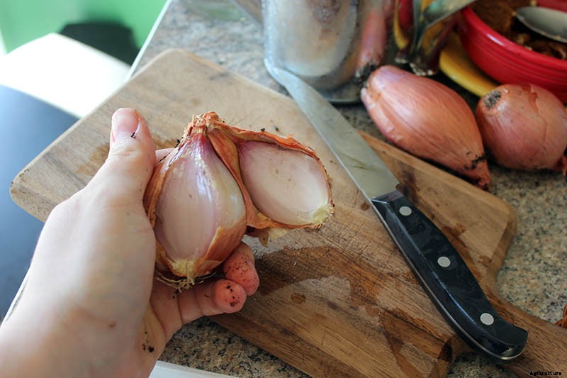 How to Plant and Grow Shallots