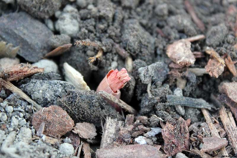 How to Plant and Grow Shallots