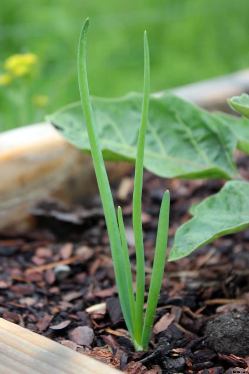 How to Plant and Grow Shallots