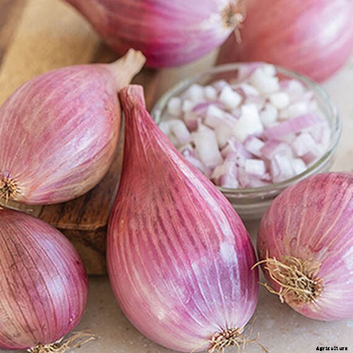 How to Plant and Grow Shallots