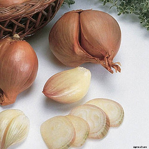 How to Plant and Grow Shallots