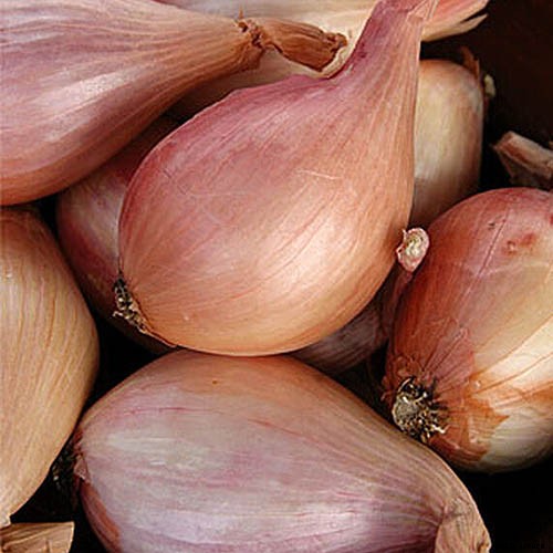 How to Plant and Grow Shallots