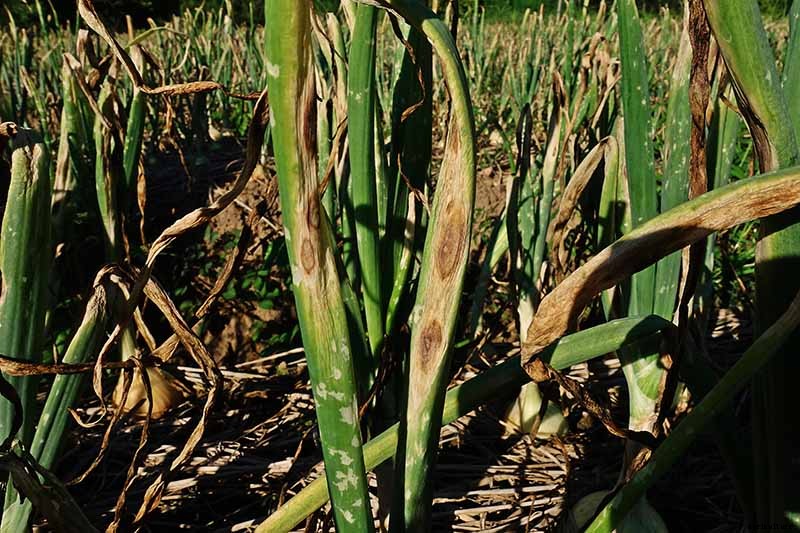 How to Plant and Grow Shallots