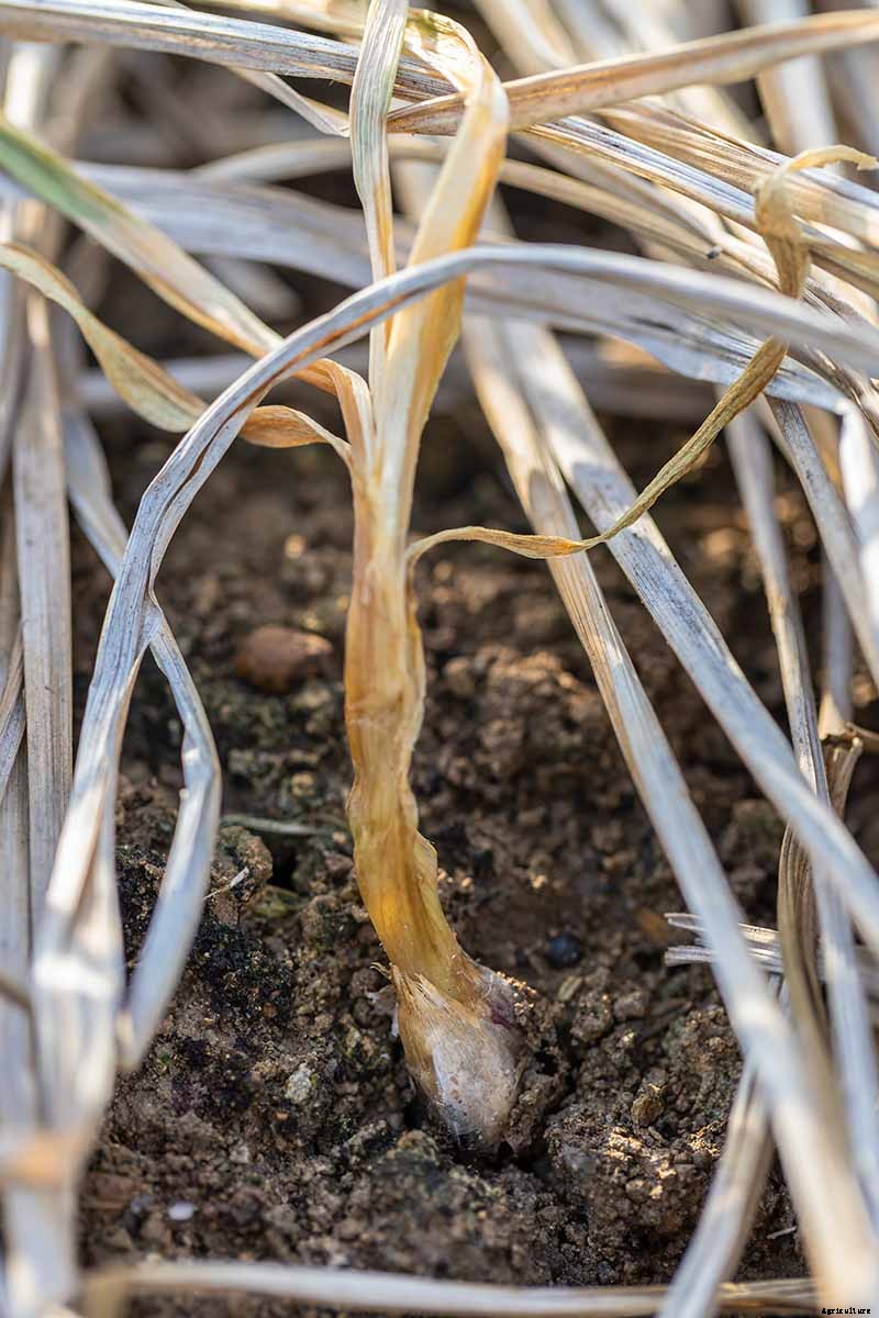 How to Plant and Grow Shallots