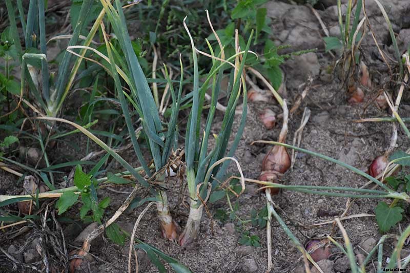 How to Plant and Grow Shallots
