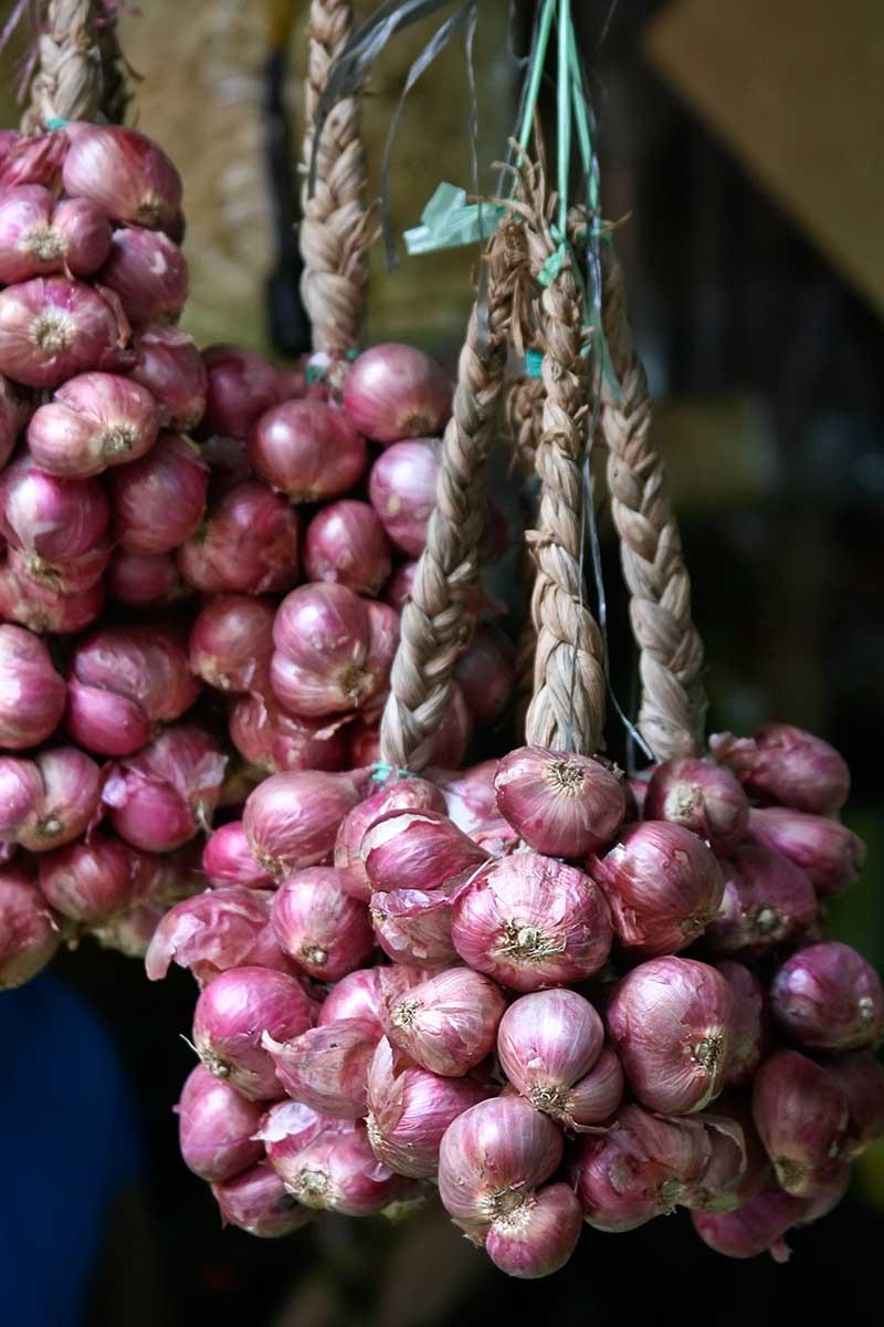 How to Plant and Grow Shallots