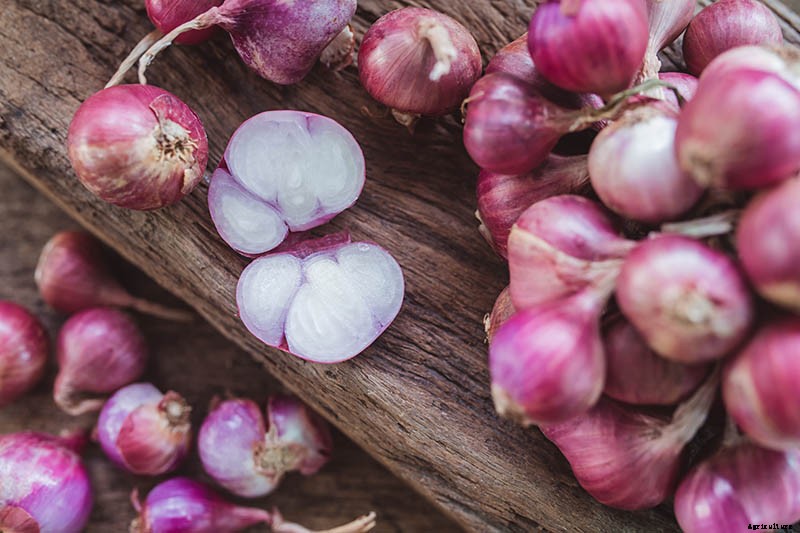 How to Plant and Grow Shallots
