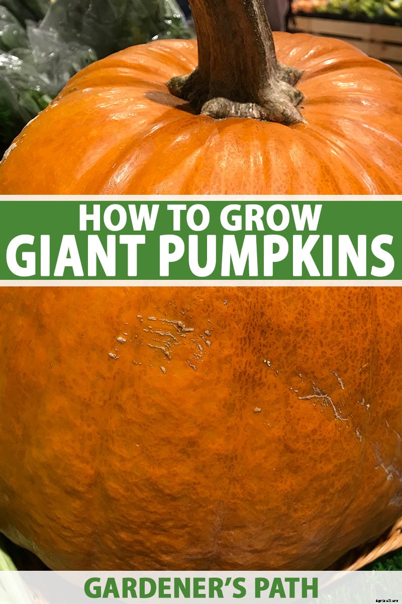 How to Grow Giant Pumpkins