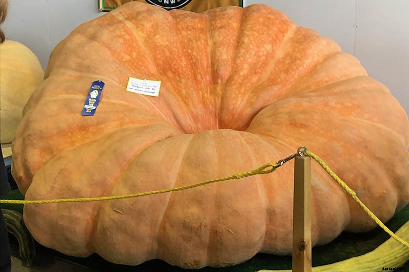 How to Grow Giant Pumpkins