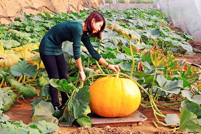 How to Grow Giant Pumpkins
