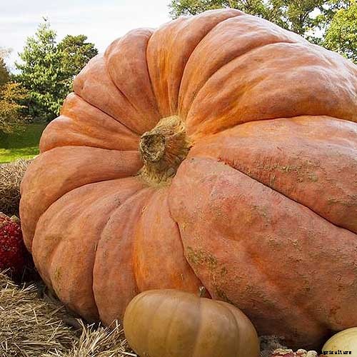How to Grow Giant Pumpkins