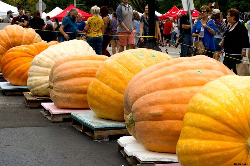 How to Grow Giant Pumpkins