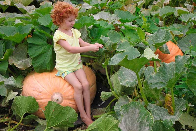 How to Grow Giant Pumpkins
