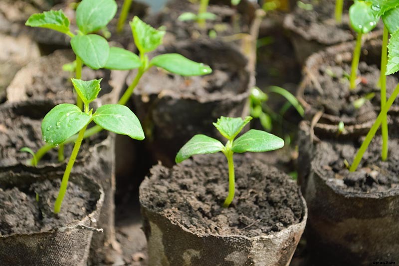How to Grow Giant Pumpkins