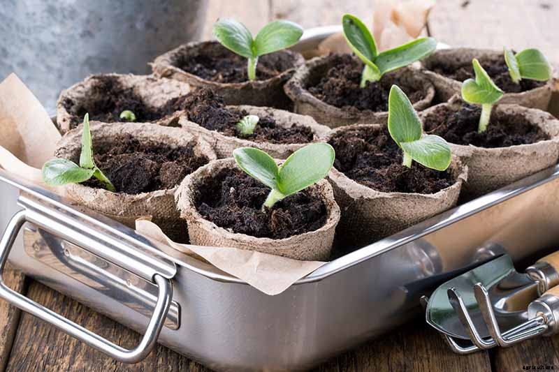 How to Grow Giant Pumpkins