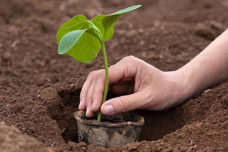 How to Grow Giant Pumpkins