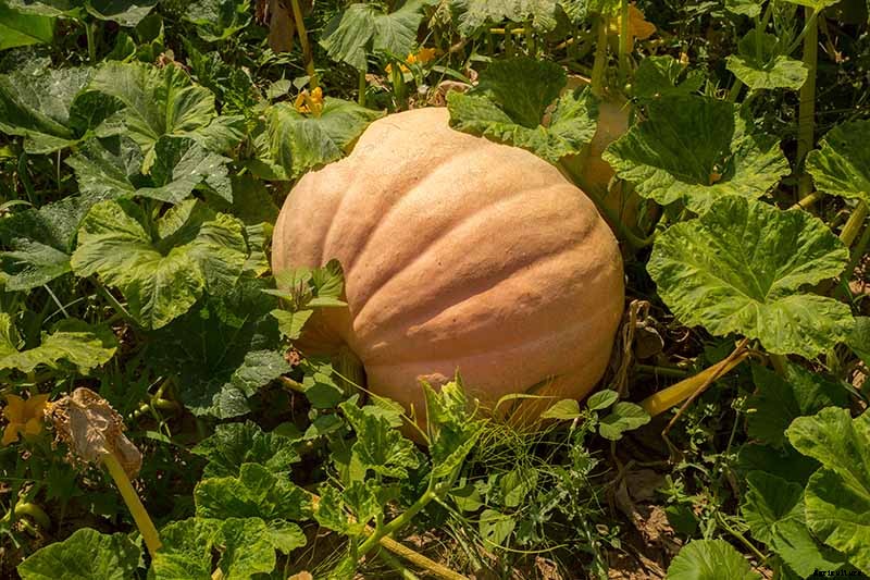 How to Grow Giant Pumpkins