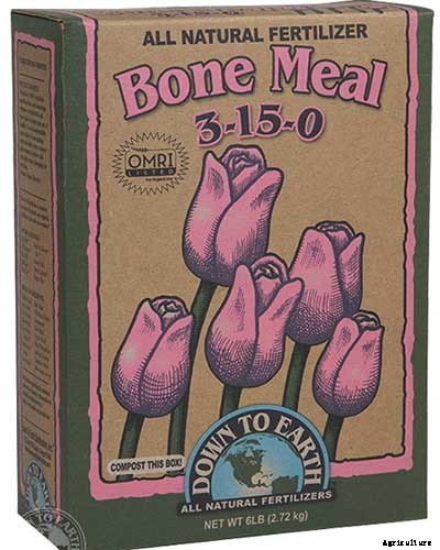 How to Grow Giant Pumpkins