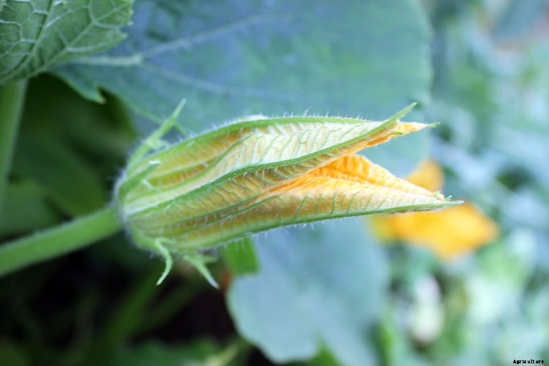 How to Grow Giant Pumpkins