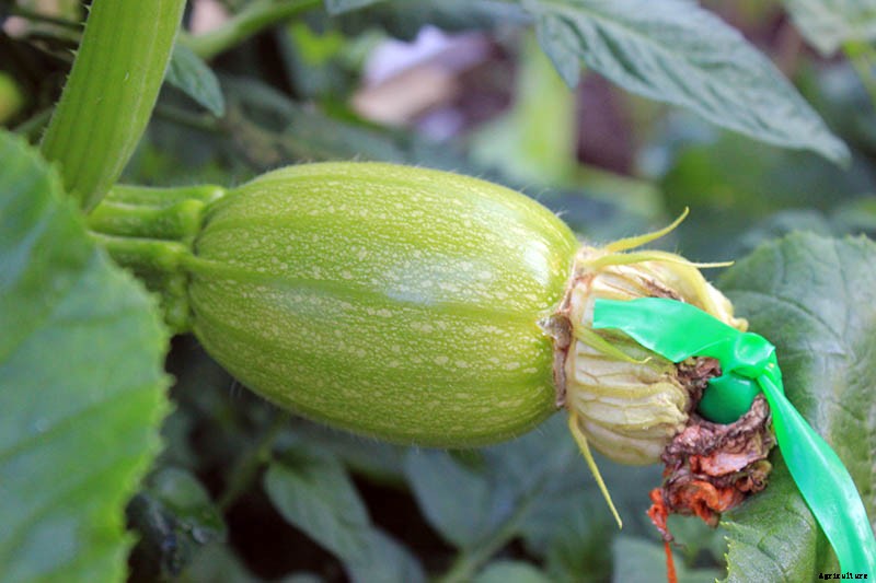 How to Grow Giant Pumpkins