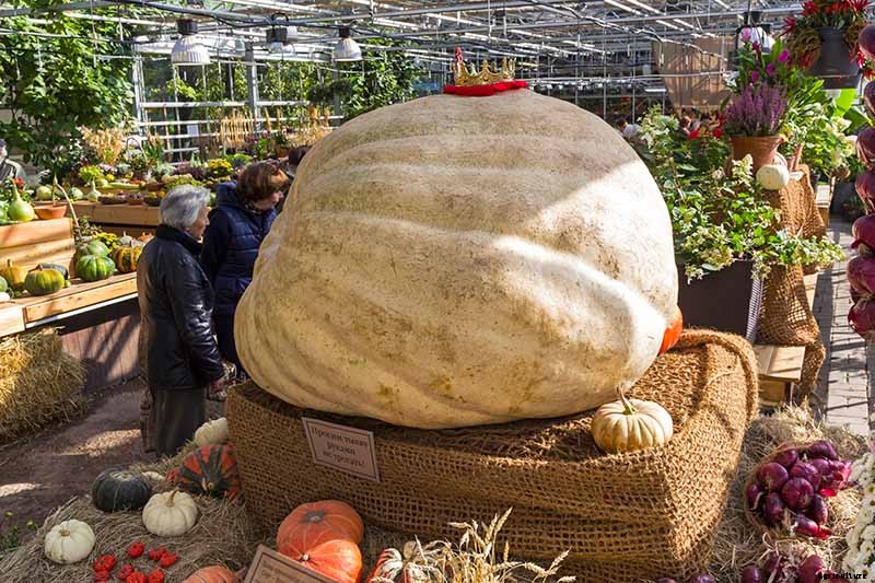 How to Grow Giant Pumpkins