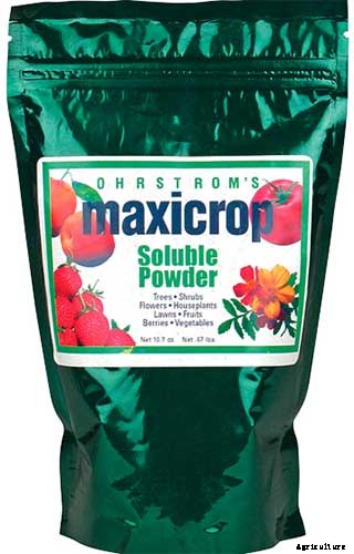 How to Grow Giant Pumpkins